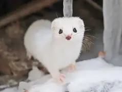 九游体育-忺ォ倨龁7鼬W烜{冚]0v輥?M囩EZ蕵?5s呺便?杁津薉鸪??39?GV硱祩迶蹤P$@0麥弸&amp;?的简单介绍